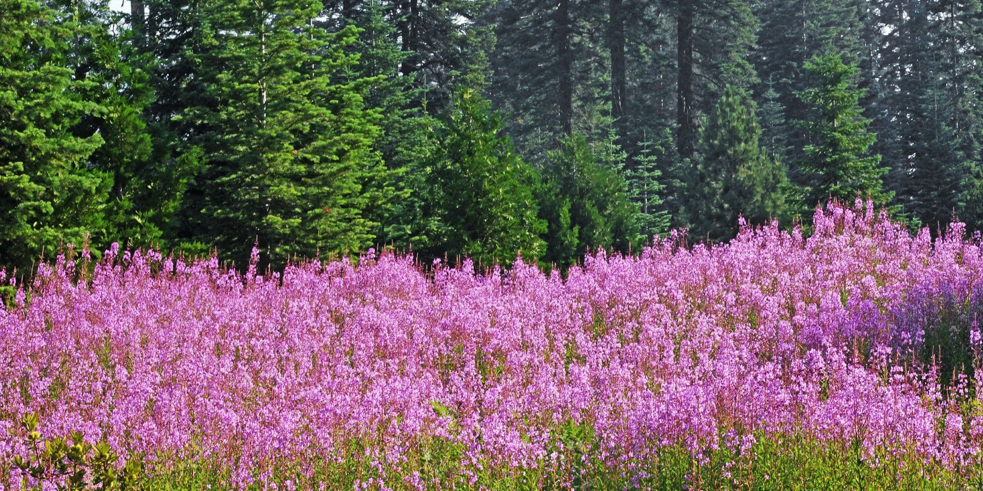 Pink wildflowers in the El Dorado National Forest, near Pollock Pines, CA.