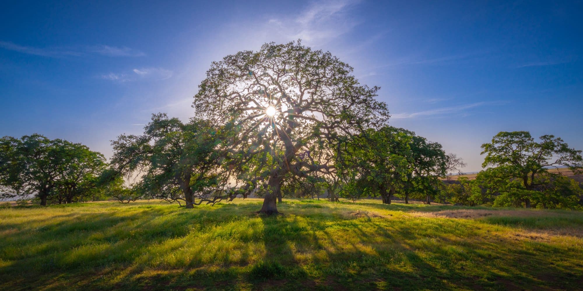 Big oak trees on a field in California.